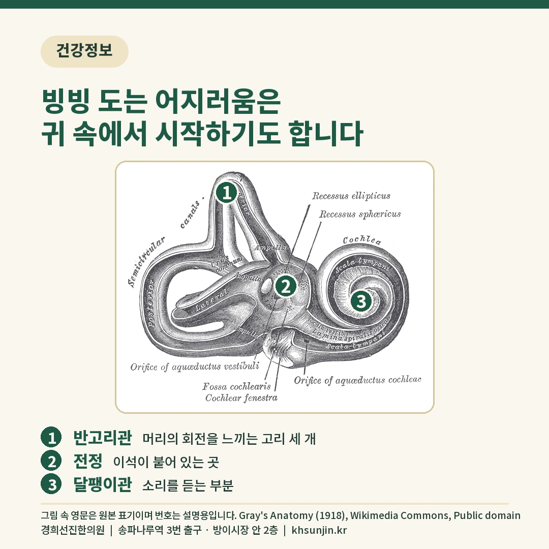 귀 속 뼈 미로의 안쪽을 그린 해부 도판에 반고리관, 전정, 달팽이관 위치를 번호로 표시한 이미지