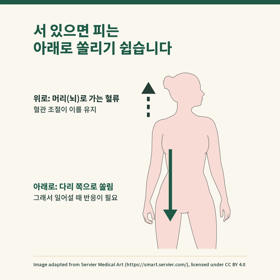 서 있을 때 피가 다리 쪽으로 쏠리기 쉽고 혈관 조절이 머리로 가는 혈류를 유지함을 화살표로 나타낸 도식
