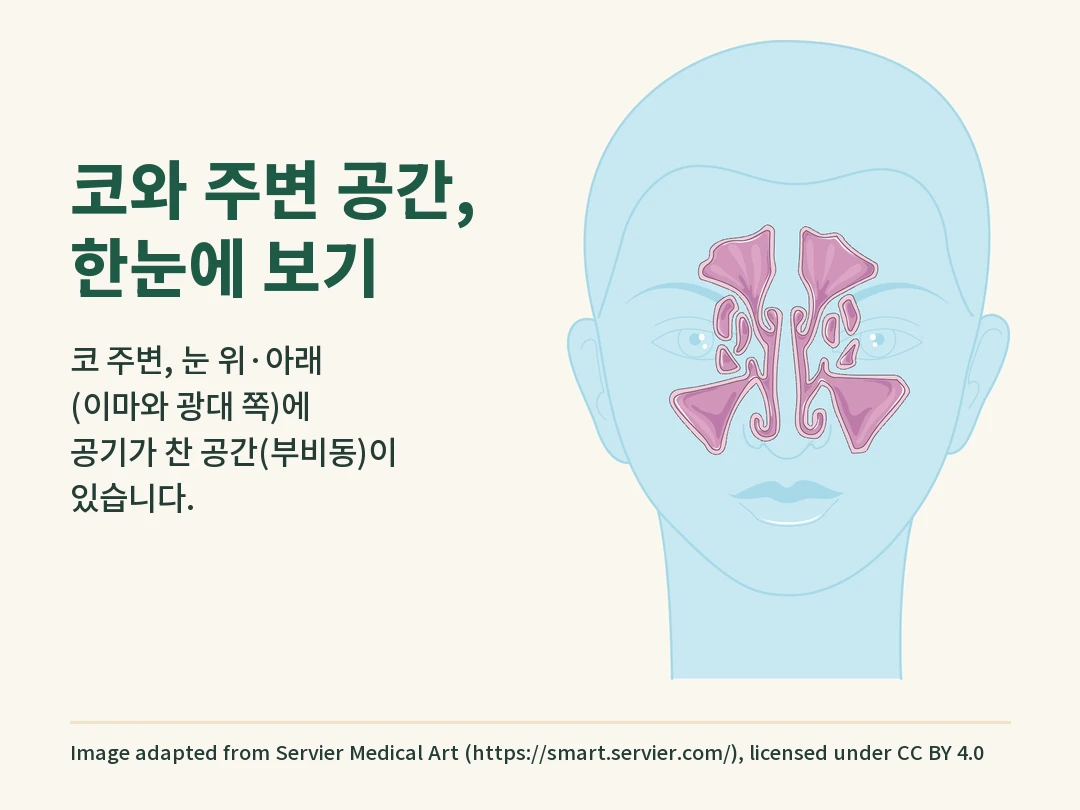 얼굴 정면에서 눈 위·아래와 코 주변에 있는 부비동의 위치를 보여 주는 도해