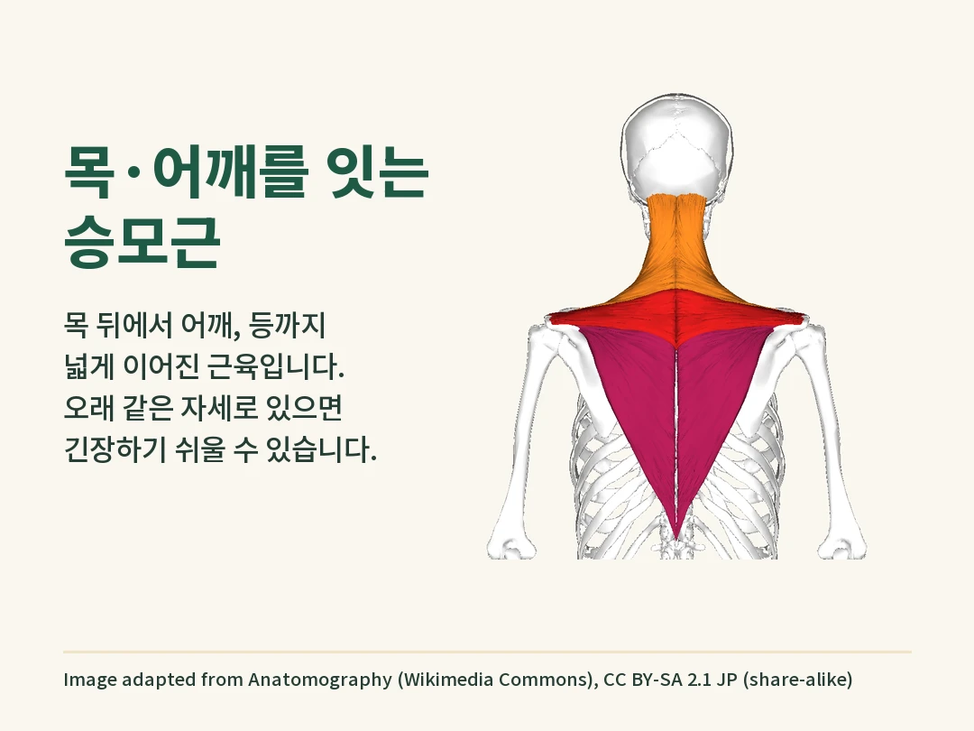 목 뒤에서 어깨와 등까지 이어진 승모근을 색으로 구분해 보여 주는 해부 도해